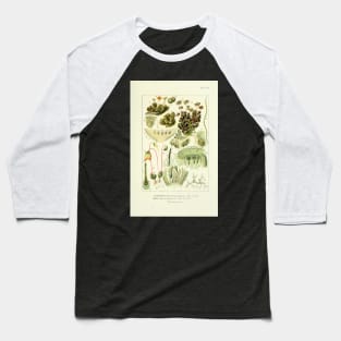 Liverwort and Moss - Botanical Illustration Baseball T-Shirt